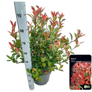 Photinia fraseri 'Carré Rouge'
