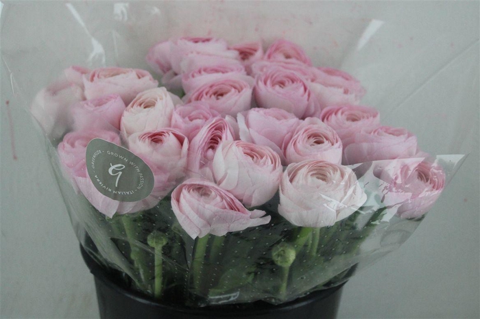 <h4>Ran Cloni Sup Lady Hanoi Pink</h4>