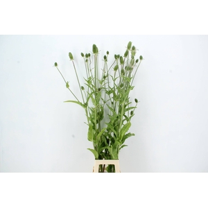 DIPSACUS XL