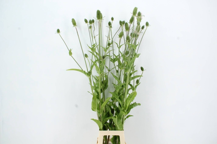 <h4>DIPSACUS XL</h4>