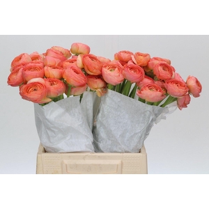 Ranunculus Clooney Fragolino Super