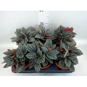 Peperomia caperata 'Caracas'