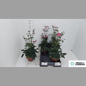 ANEM HUPEHENSIS