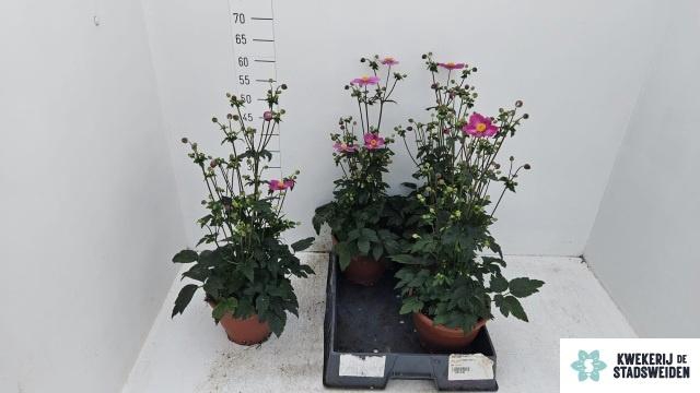 <h4>ANEM HUPEHENSIS</h4>