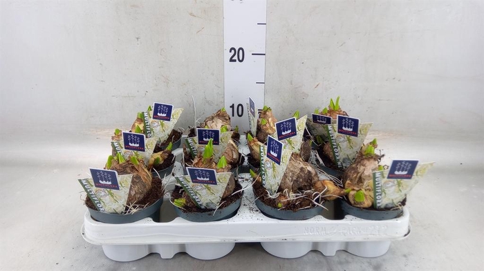 <h4>Hyacinthus orie. 'Multifl' ..</h4>