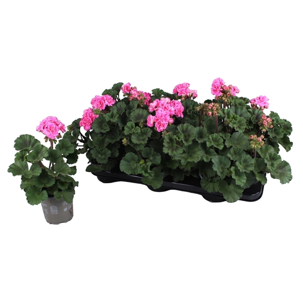 <h4>Pelargonium Zonale roze</h4>
