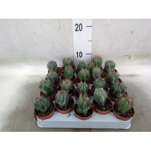 Euphorbia horrida