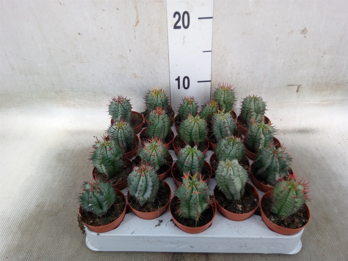 <h4>Euphorbia horrida</h4>