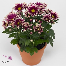 Chrysanthemum Ciao