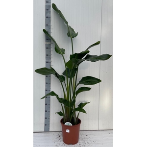 STRELITZIA NICOLAI