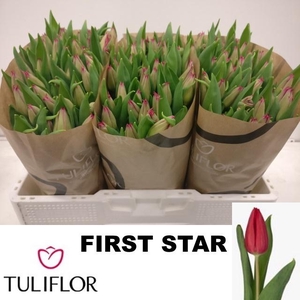 TU EN FIRST STAR