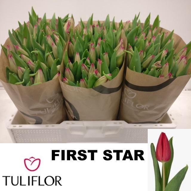 <h4>TU EN FIRST STAR</h4>