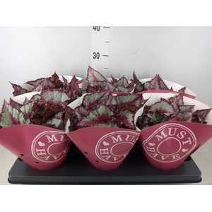 Begonia BD 'Caribbean Night'