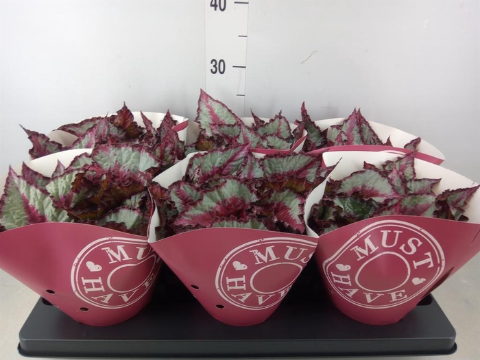 <h4>Begonia BD 'Caribbean Night'</h4>