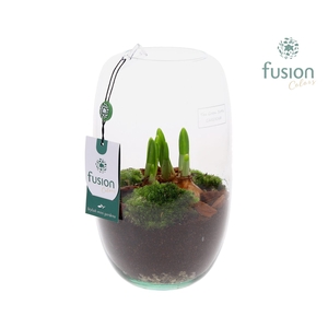 Green Bottle Isabella Medium met Bollen mix