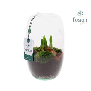 Green Bottle Isabella Medium met Bollen mix