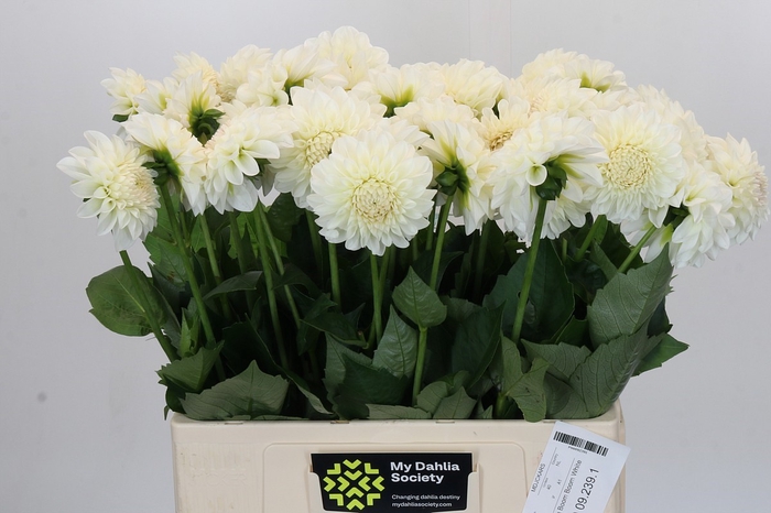 <h4>Dahlia Boom Boom White</h4>