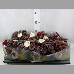 Peperomia