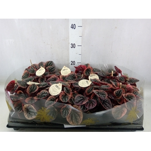 Peperomia