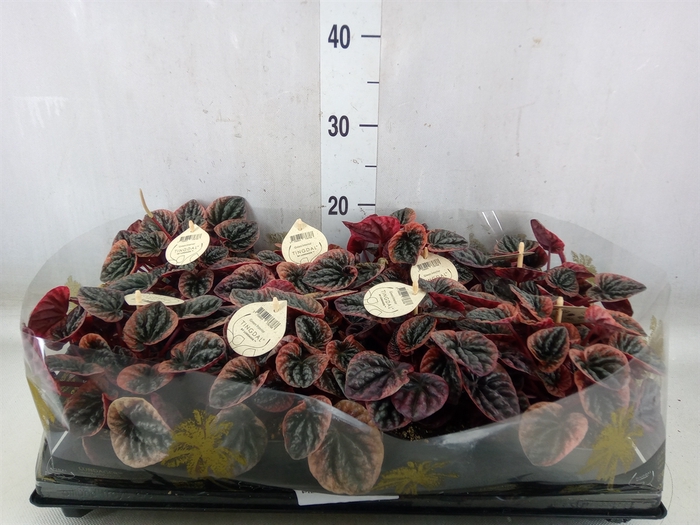 <h4>Peperomia</h4>
