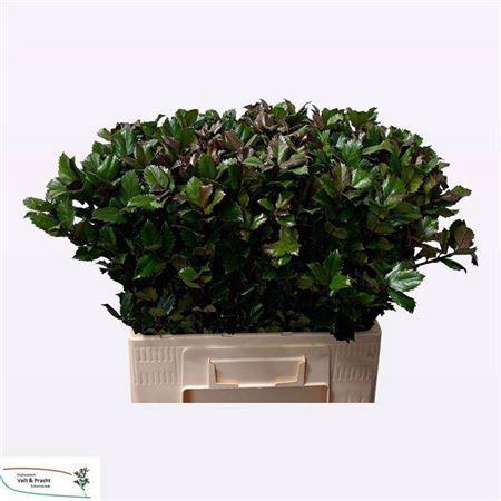 <h4>Ilex Bl M Blue Prince</h4>