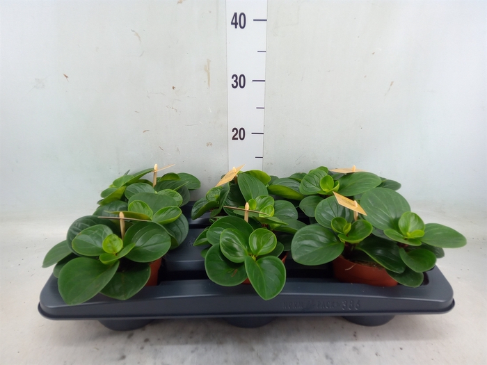 <h4>Peperomia obt. 'Red Canyon'</h4>