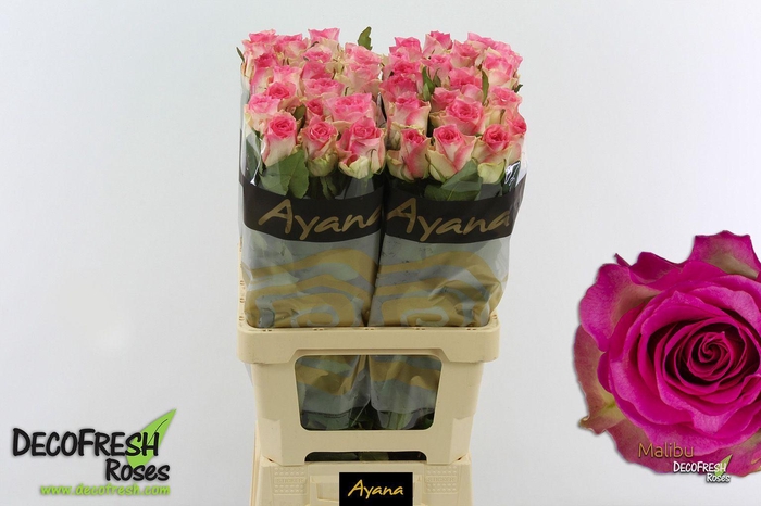 <h4>R Gr Malibu</h4>