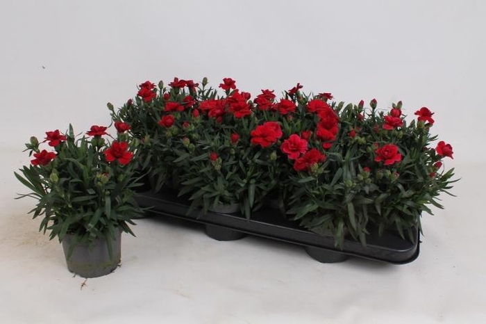 <h4>DIAN OSC DARK RED</h4>