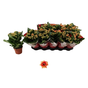 Kal Ge Feliz Bicolor