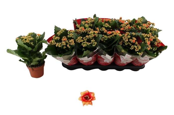 <h4>Kal Ge Feliz Bicolor</h4>