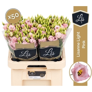 EUS G LISANNE L PINK