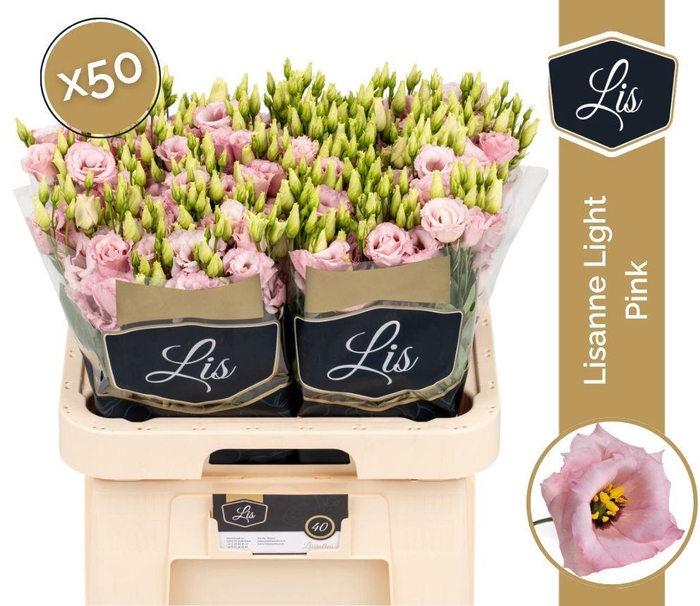 <h4>EUS G LISANNE L PINK</h4>