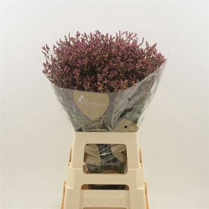 Limonium Sinense Scarlet Diamond