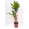 Dracaena overig