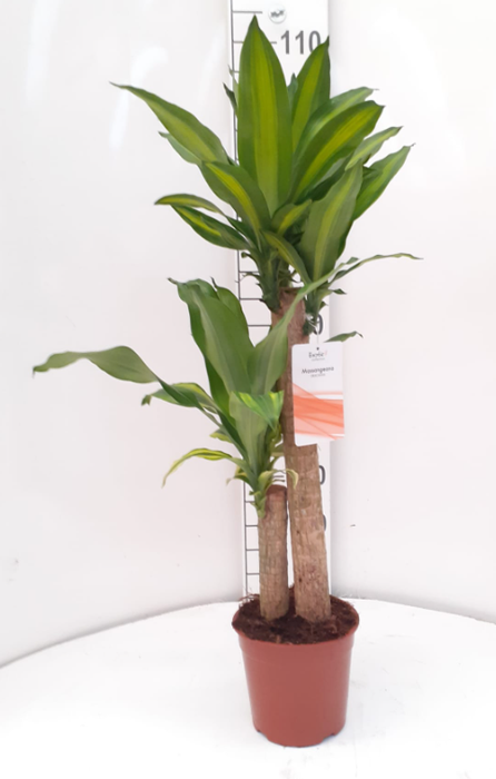 Dracaena overig