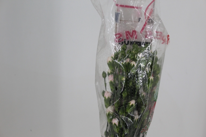 <h4>CRAVO SPRAY VARIADO 060 CM</h4>