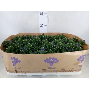 Aster n-b 'Showmakers Blue Bayou'
