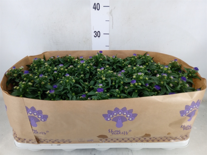 <h4>Aster n-b 'Showmakers Blue Bayou'</h4>