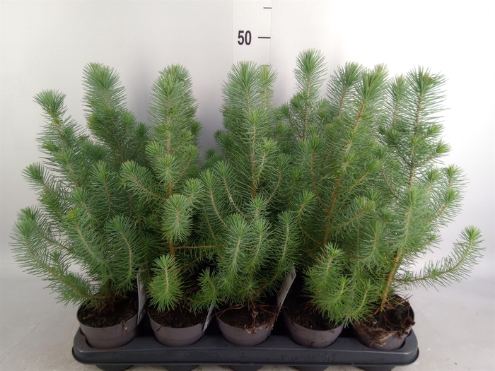 <h4>Pinus pinea 'Silver Crest'</h4>