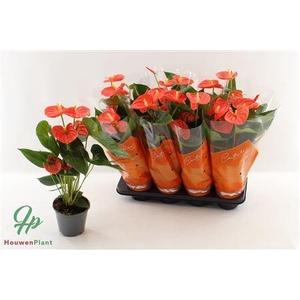 Anthu An Sier Orange 4+