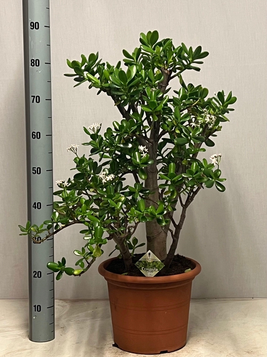 <h4>CRASS OVATA</h4>