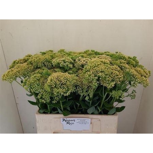 Sedum Spectabile