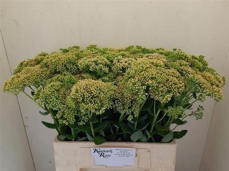 <h4>Sedum Spectabile</h4>