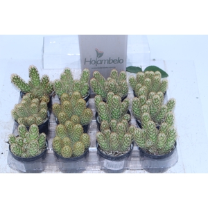 CACTUS MAMMILLARIA ELONGATA P09