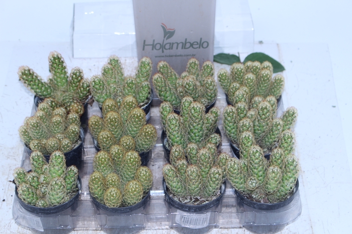CACTUS MAMMILLARIA ELONGATA P09