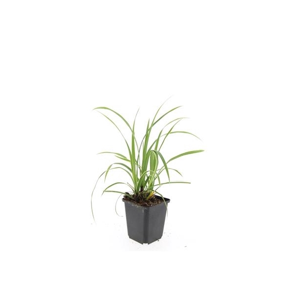 <h4>Carex morrowii 'Ice Dance'</h4>