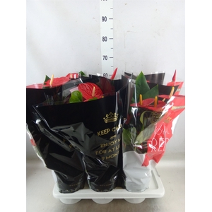 Anthurium andr. 'Oklahoma'