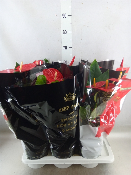 <h4>Anthurium andr. 'Oklahoma'</h4>
