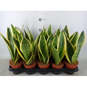 Sansevieria trifa. 'Futura Superba'