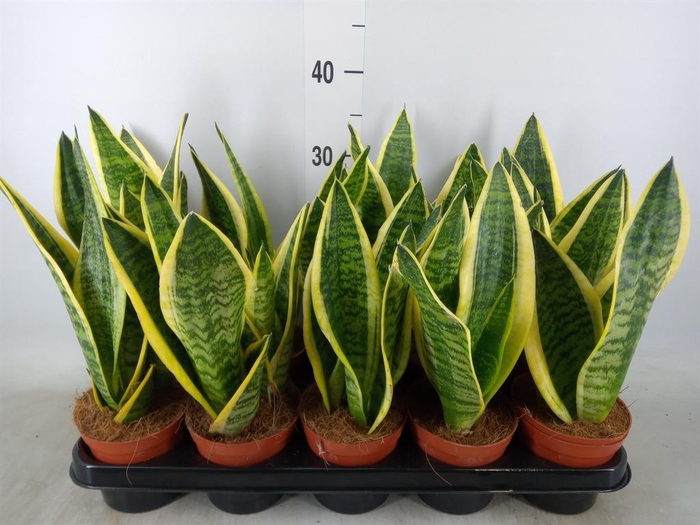 <h4>Sansevieria trifa. 'Futura Superba'</h4>